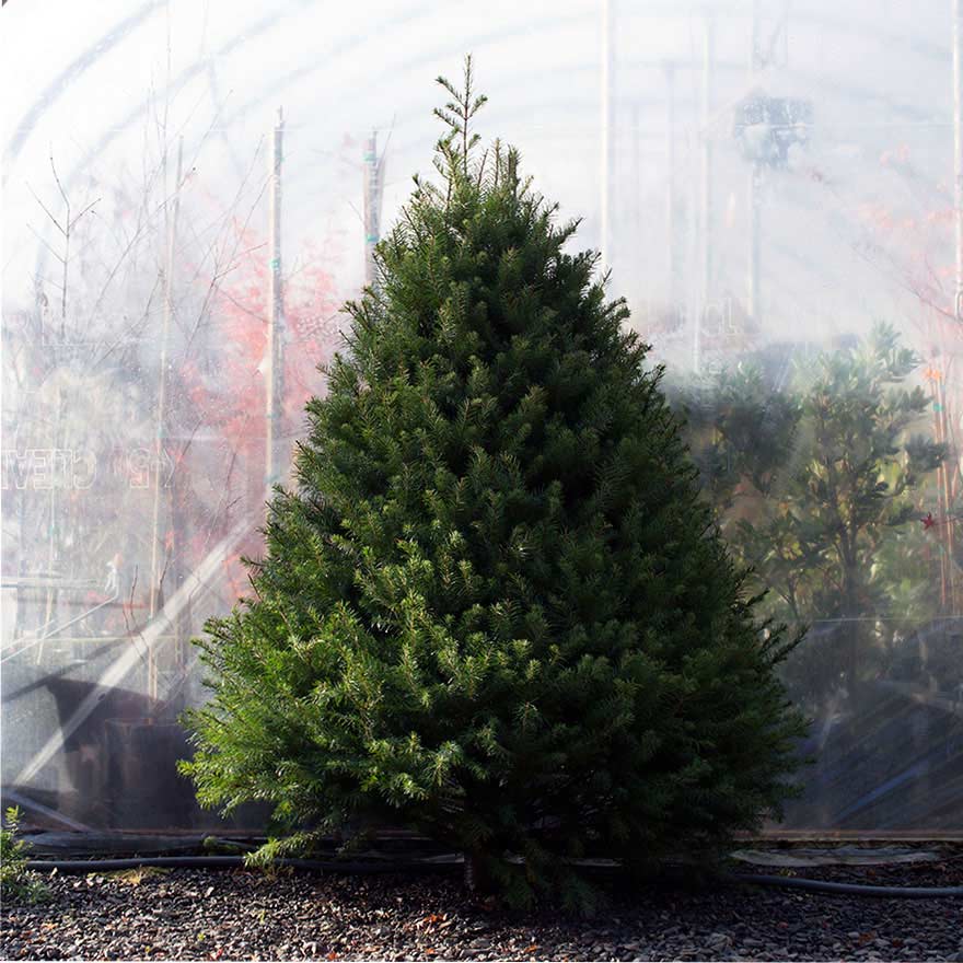Large sized affordable Douglas fir Christmas tree sold at Bear Valley Nursery in Lincoln City, Oregon