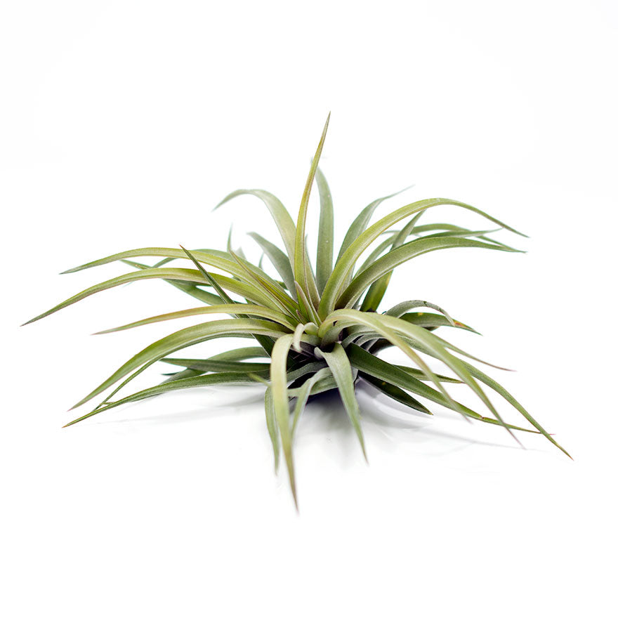 velutina air plant Bear Valley Nursery