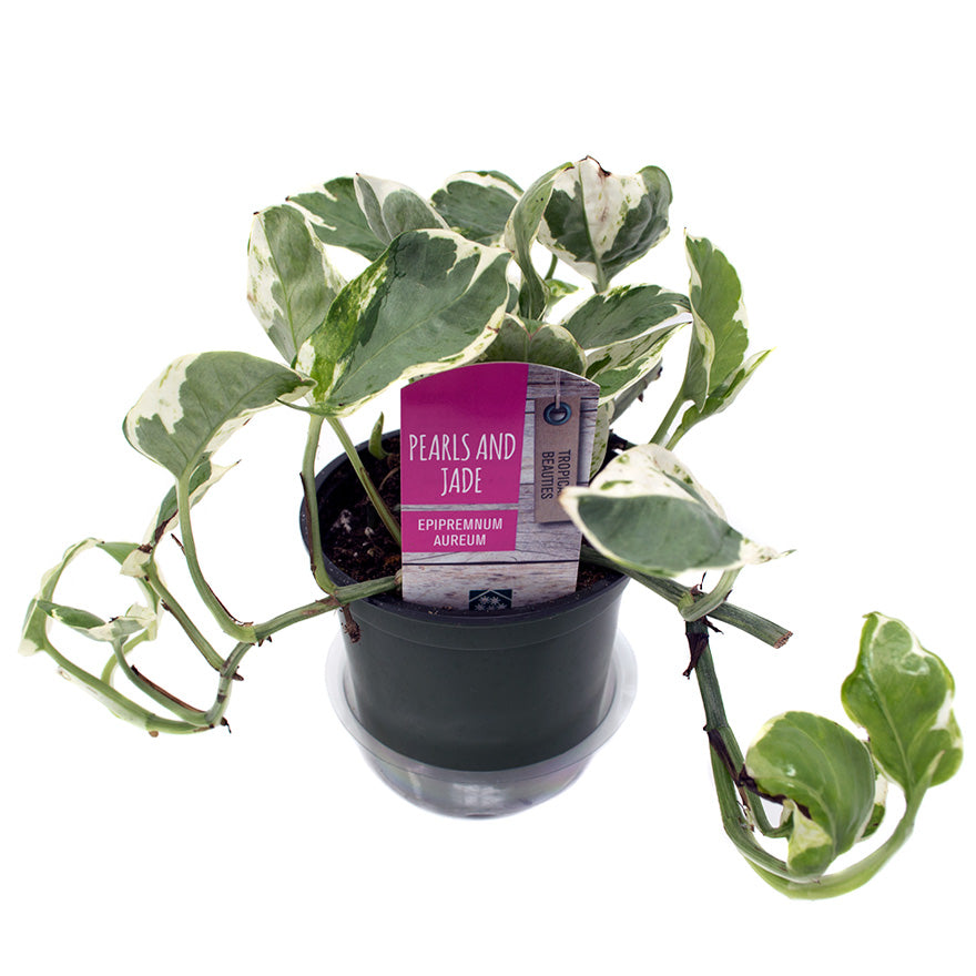 jade and pearl pothos Bear Valley Nursery