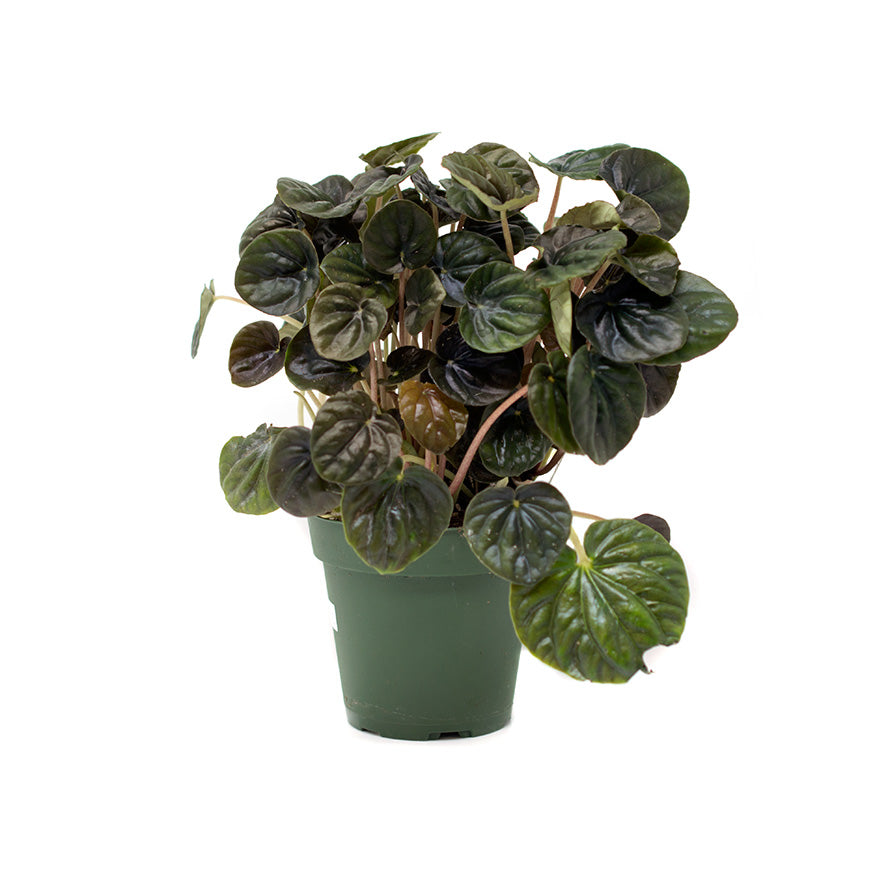 4 inch Peperomia house plant sold at Bear Valley Nursery
