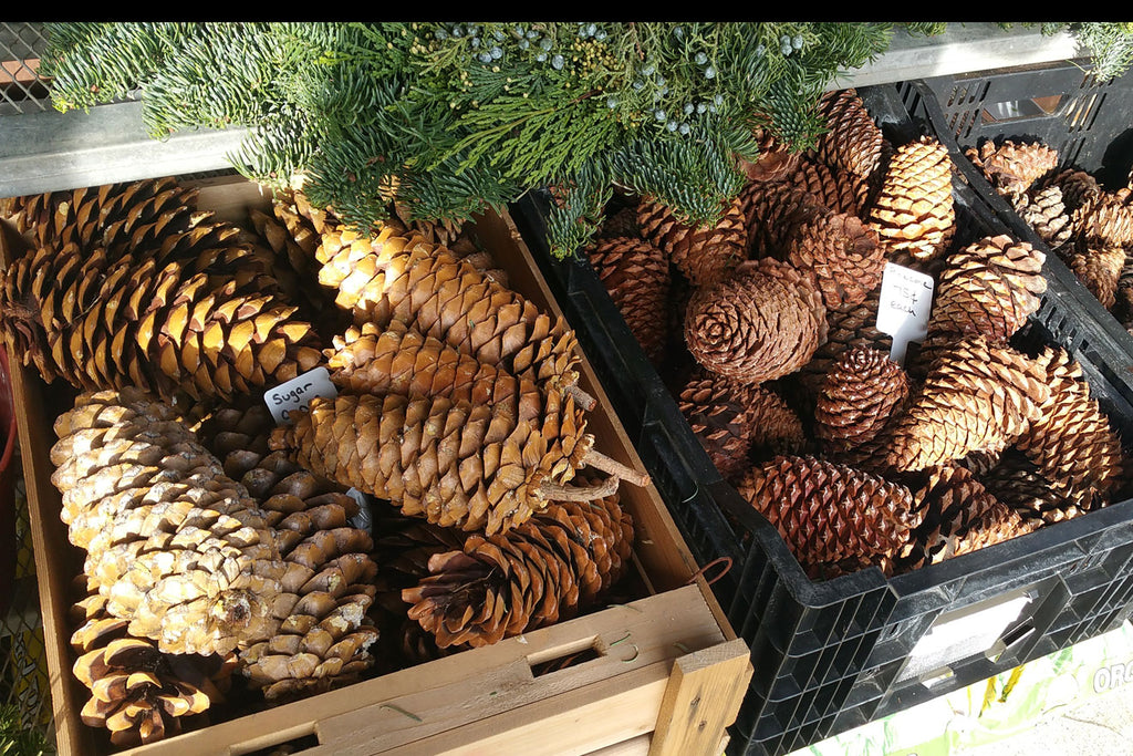 Large plain pine cones on display for holiday greenery