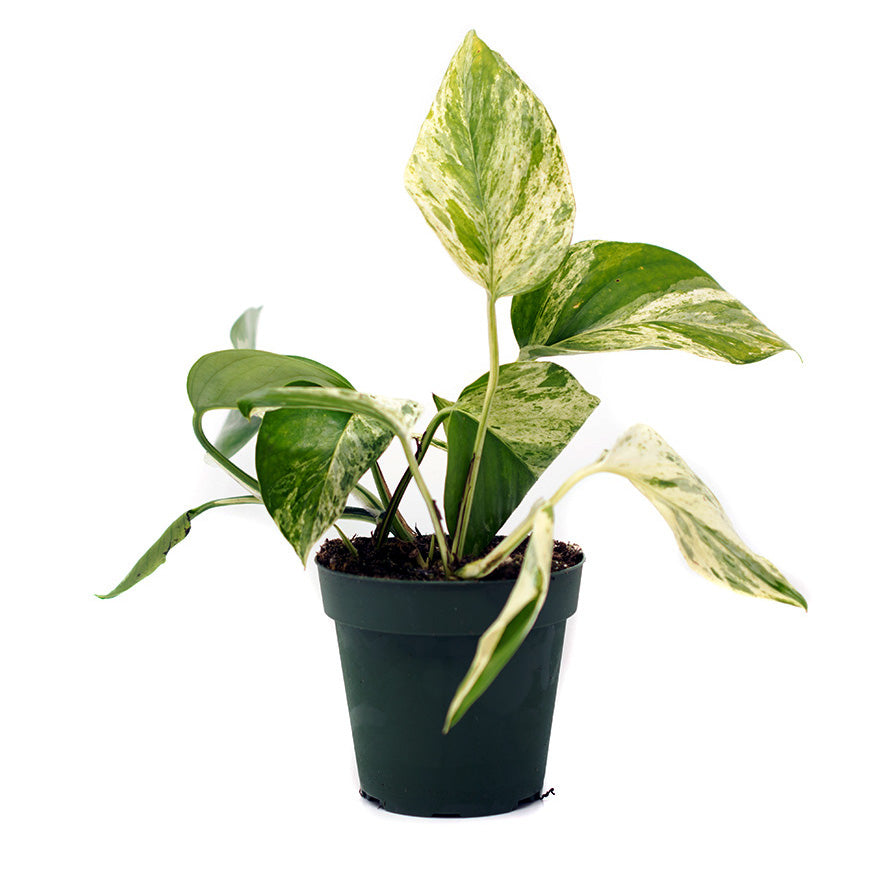 Variegated Pothos 4 inch house plant sold at Bear Valley Nursery