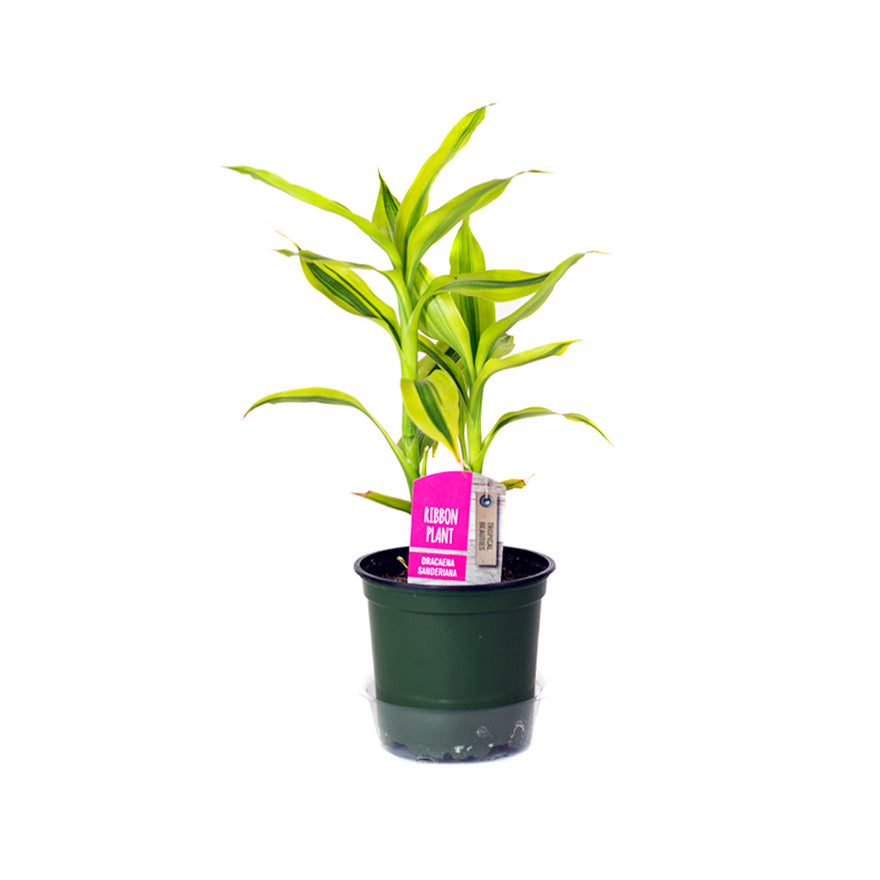 lucky bamboo ribbon plant Bear Valley Nursery