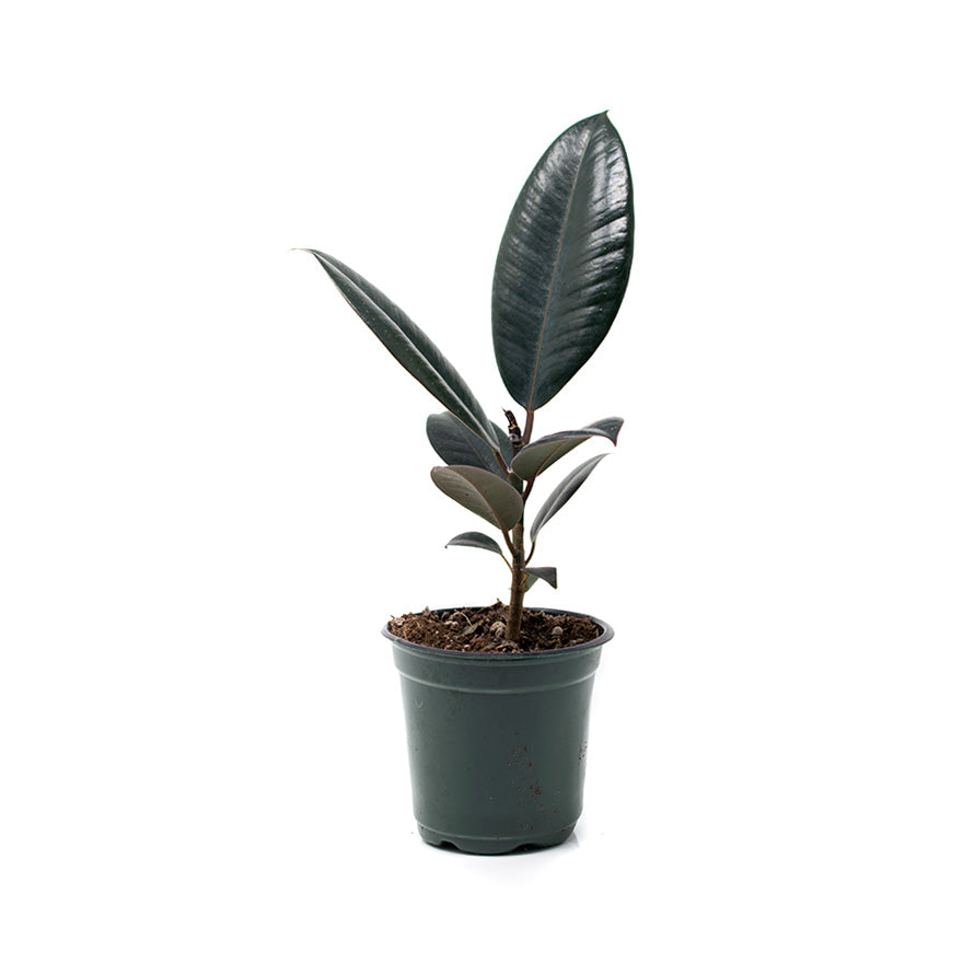 Rubber House Plant sold at Bear Valley Nursery