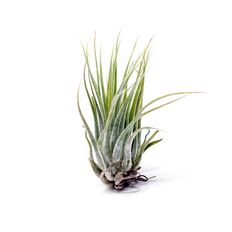 scaposa air plant Bear Valley Nursery