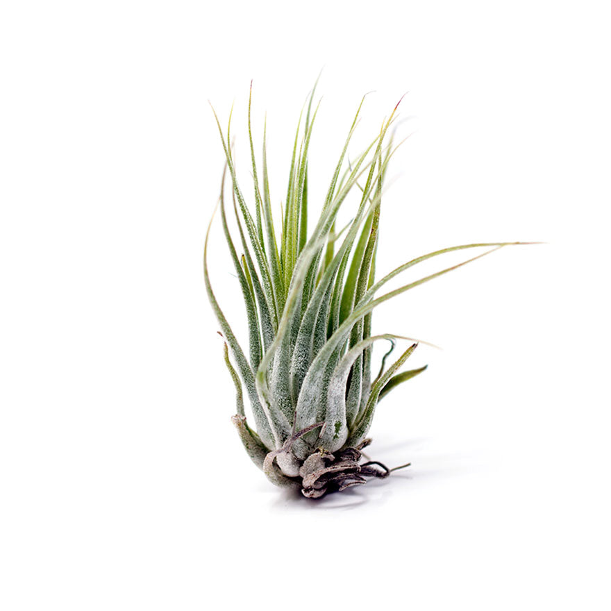 Medium sized Scaposa air plant for sale at Bear Valley Nursery