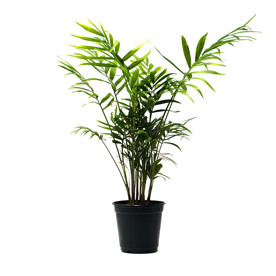 miniature palm house plants Bear Valley Nursery