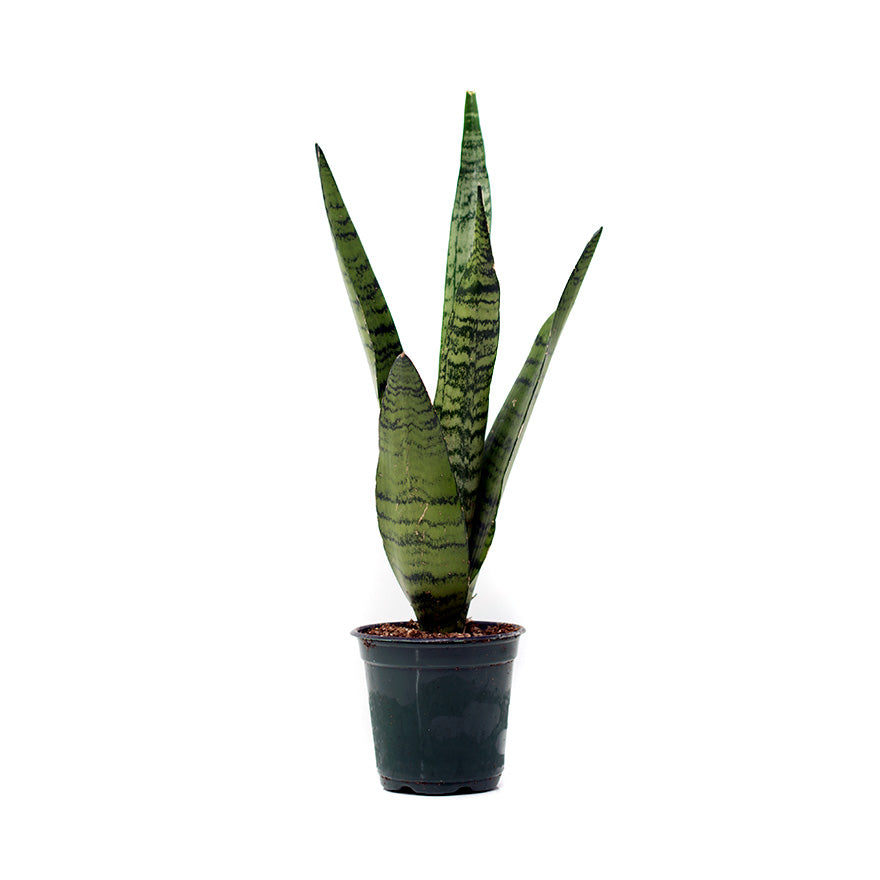 Snake House Plant 4 inch sold at Bear Valley Nursery