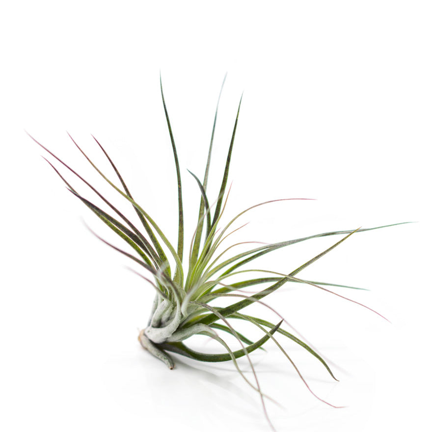 Stricta Black Tip air plant medium sized for sale at Bear Valley Nursery