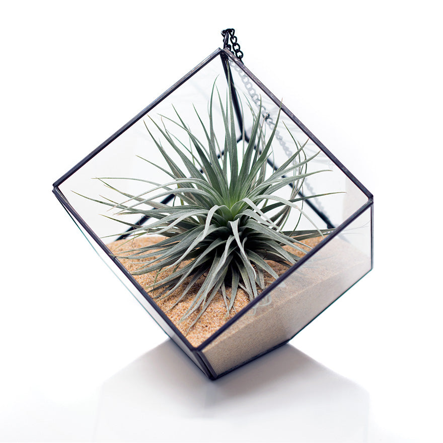 geometric terrarium plants Bear Valley Nursery