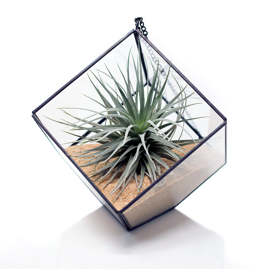 Geometric Terrarium with sand and houston red air plant sold at Bear Valley Nursery