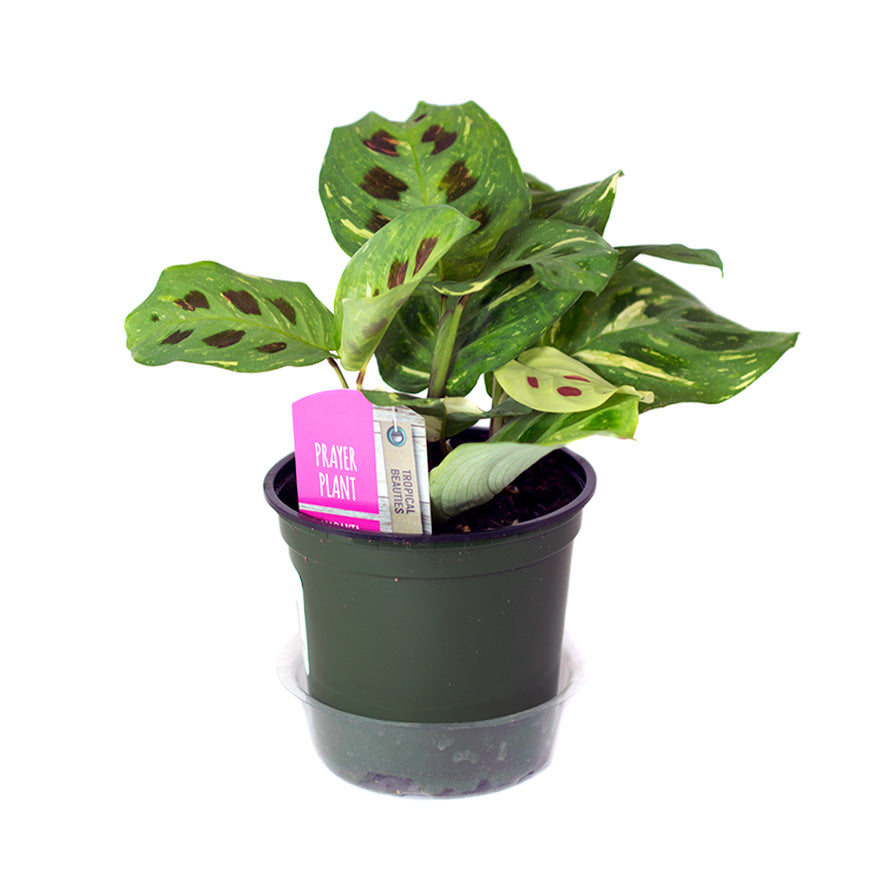 Variegated Prayer house plant sold at Bear Valley Nursery in Lincoln City