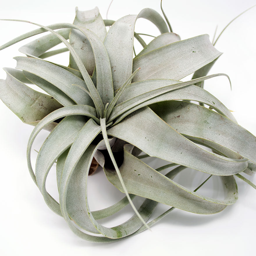 air plant tillandsia xerographica Bear Valley Nursery