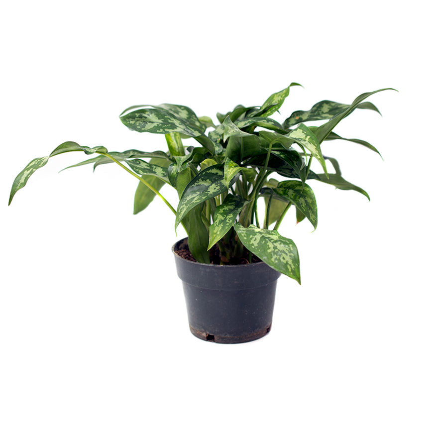 Dieffenbachia 6 inch House Plant sold at Bear Valley Nursery in Lincoln City, Oregon
